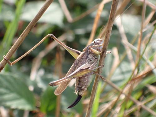 Réf. 297 630 : Platycleis albopunctata